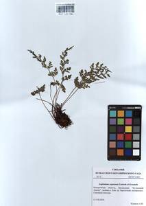 Asplenium adiantum-nigrum subsp. woronowii (Christ) Fraser-Jenkins, Siberia, Altai & Sayany Mountains (S2) (Russia)