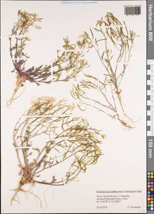 Dontostemon pinnatifidus (Willd.) Al-Shehbaz & H. Ohba, Siberia, Yakutia (S5) (Russia)