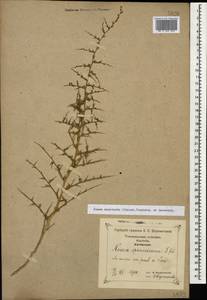 Noaea mucronata (Forssk.) Asch. & Schweinf., Caucasus, Georgia (K4) (Georgia)