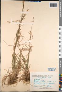 Carex vaginata var. petersii (C.A.Mey. ex F.Schmidt) Akiyama, Siberia, Baikal & Transbaikal region (S4) (Russia)