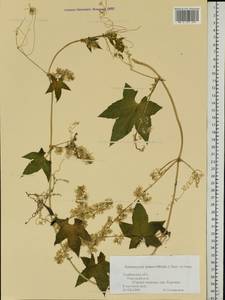 Echinocystis lobata (Michx.) Torr. & Gray, Eastern Europe, Central forest-and-steppe region (E6) (Russia)