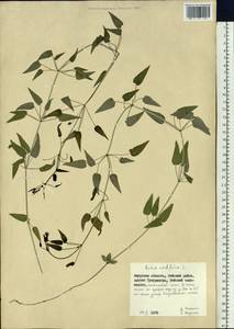 Rubia cordifolia L., Siberia, Russian Far East (S6) (Russia)