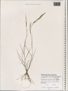 Eragrostis amabilis (L.) Wight & Arn., South Asia, South Asia (Asia outside ex-Soviet states and Mongolia) (ASIA) (Maldives)