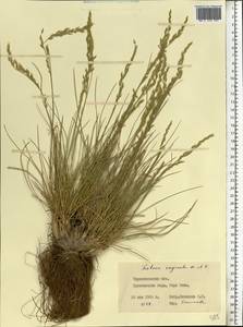 Festuca pallens Host, Eastern Europe, West Ukrainian region (E13) (Ukraine)