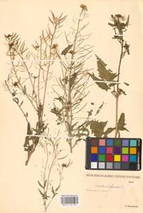 Sisymbrium loeselii L., Eastern Europe, Lower Volga region (E9) (Russia)