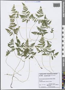 Gymnocarpium jessoense (Koidz.) Koidz., Siberia, Central Siberia (S3) (Russia)
