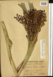 Sorghum bicolor (L.) Moench, Eastern Europe, Lower Volga region (E9) (Russia)