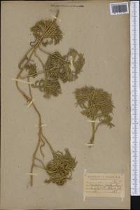 Diphasiastrum complanatum (L.) Holub, America (AMER) (United States)