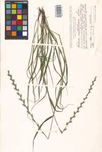 Lolium multiflorum Lam., Eastern Europe, Moscow region (E4a) (Russia)