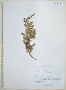 Juniperus communis var. saxatilis Pall., Siberia, Russian Far East (S6) (Russia)