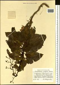 Scrophularia alata A. Gray, Siberia, Russian Far East (S6) (Russia)