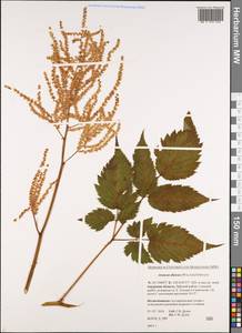 Aruncus sylvester Kostel., Siberia, Russian Far East (S6) (Russia)