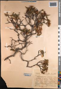 Rhododendron adamsii Rehder, Siberia, Baikal & Transbaikal region (S4) (Russia)