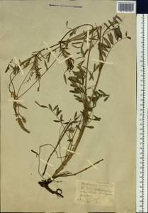 Onobrychis arenaria subsp. sibirica (Besser)P.W.Ball, Siberia, Western (Kazakhstan) Altai Mountains (S2a) (Kazakhstan)