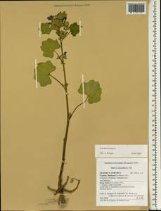 Malva multiflora (Cav.) Soldano, Banfi & Galasso, South Asia, South Asia (Asia outside ex-Soviet states and Mongolia) (ASIA) (Cyprus)