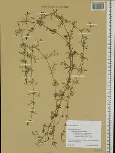 Galium spurium L., Eastern Europe, Central region (E4) (Russia)