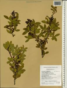 Pistacia lentiscus, South Asia, South Asia (Asia outside ex-Soviet states and Mongolia) (ASIA) (Cyprus)