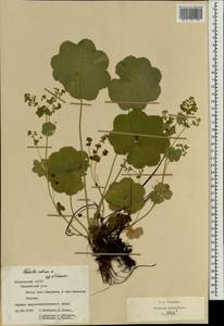 Alchemilla ventiana V. N. Tikhom., Eastern Europe, Middle Volga region (E8) (Russia)
