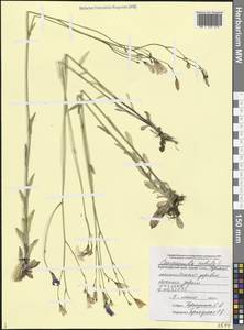 Campanula patula L., Caucasus, Black Sea Shore (from Novorossiysk to Adler) (K3) (Russia)