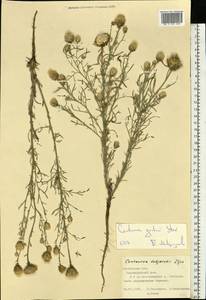 Centaurea gerberi Stev., Eastern Europe, Central forest-and-steppe region (E6) (Russia)