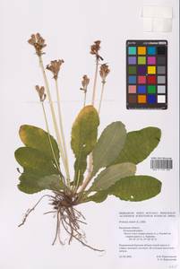 Primula elatior (L.) L., Eastern Europe, Central region (E4) (Russia)