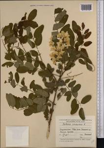 Robinia pseudoacacia L., Middle Asia, Pamir & Pamiro-Alai (M2) (Tajikistan)