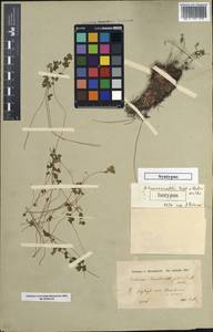 Asplenium lepidum subsp. haussknechtii (Godet & Reuter) Brownsey, South Asia, South Asia (Asia outside ex-Soviet states and Mongolia) (ASIA) (Turkey)