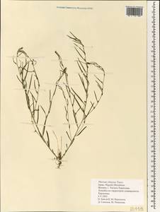 Thesium chinense Turcz., South Asia, South Asia (Asia outside ex-Soviet states and Mongolia) (ASIA) (Japan)