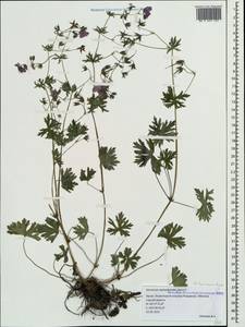 Geranium asphodeloides Burm. f., Crimea (KRYM) (Russia)