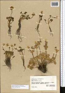 Ranunculus rufosepalus Franch., Middle Asia, Pamir & Pamiro-Alai (M2) (Tajikistan)