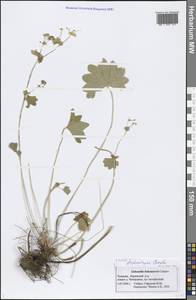 Alchemilla tichomirovii Czkalov, Eastern Europe, Middle Volga region (E8) (Russia)