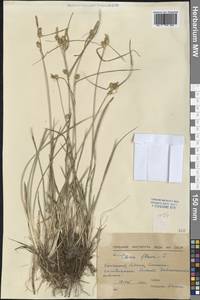 Carex flava L., Western Europe (EUR) (Bulgaria)