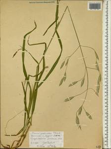 Bromus pectinatus Thunb., Africa (AFR) (Ethiopia)
