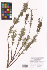 Artemisia abrotanum L., Eastern Europe, Rostov Oblast (E12a) (Russia)