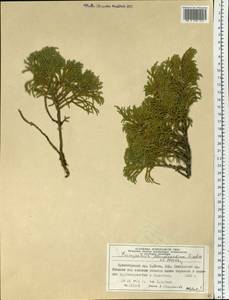 Juniperus pseudosabina Fisch. & C.A.Mey., Siberia, Altai & Sayany Mountains (S2) (Russia)