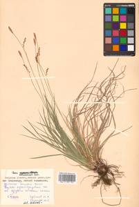 Carex pediformis var. pedunculata Maxim., Siberia, Russian Far East (S6) (Russia)
