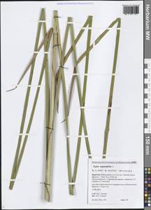 Typha angustifolia L., Siberia, Baikal & Transbaikal region (S4) (Russia)