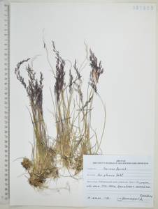 Poa glauca Vahl, Siberia, Russian Far East (S6) (Russia)