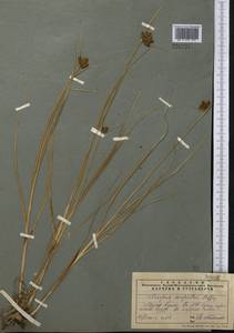 Bolboschoenus maritimus subsp. maritimus, Middle Asia, Muyunkumy, Balkhash & Betpak-Dala (M9) (Kazakhstan)