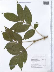 Fraxinus ornus L., Crimea (KRYM) (Russia)