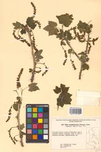 Ribes mandshuricum (Maxim.) Kom., Siberia, Russian Far East (S6) (Russia)