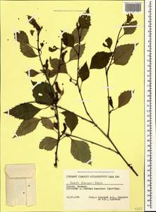 Betula pubescens var. litwinowii (Doluch.) Ashburner & McAll., Caucasus, Georgia (K4) (Georgia)