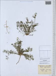 Hypecoum parviflorum Kar. & Kir., Middle Asia, Karakum (M6) (Turkmenistan)