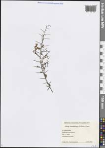 Alhagi pseudalhagi (M.Bieb.) Desv. ex Wangerin, Caucasus, Azerbaijan (K6) (Azerbaijan)