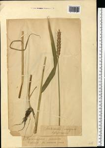 Triticum aestivum L., Eastern Europe, North-Western region (E2) (Russia)