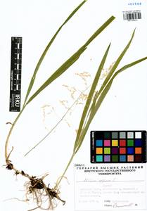 Milium effusum L., Siberia, Baikal & Transbaikal region (S4) (Russia)