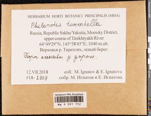 Philonotis tomentella Molendo, Bryophytes, Bryophytes - Yakutia (B19) (Russia)