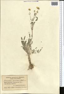 Ranunculus sewerzowii Regel, Middle Asia, Syr-Darian deserts & Kyzylkum (M7) (Kazakhstan)