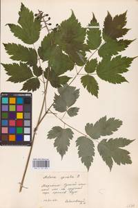 Actaea spicata L., Eastern Europe (no precise locality) (E0)