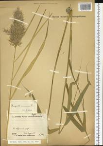 Phragmites australis (Cav.) Trin. ex Steud., Siberia, Baikal & Transbaikal region (S4) (Russia)